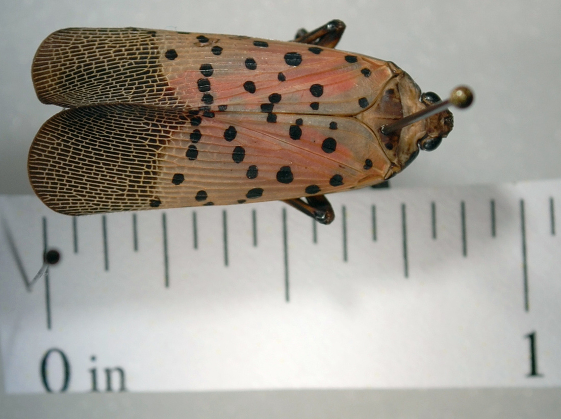 Spotted lanternfly with ruler
